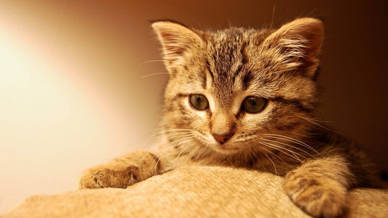 tabby kitten on a soft surface