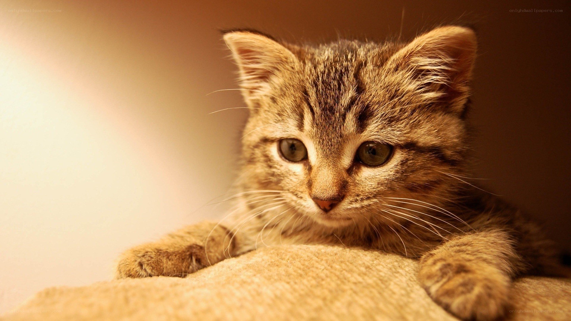 tabby kitten on a soft surface