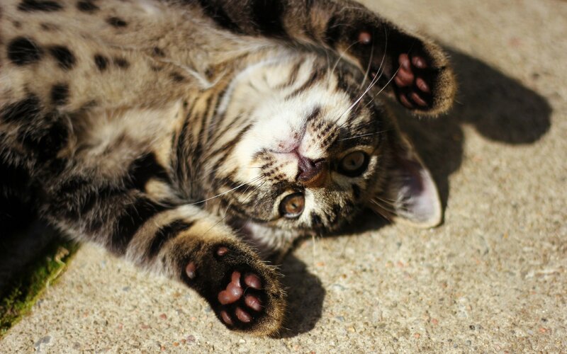 Tabby Kitten on Back — Brown, Playful, Afternoon, Photograph