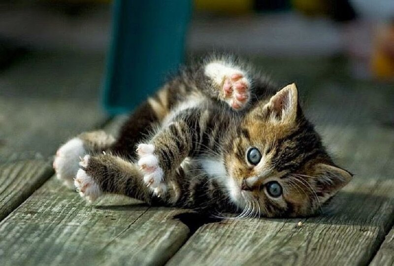Tabby Kitten on Back — Brown, Playful, Afternoon