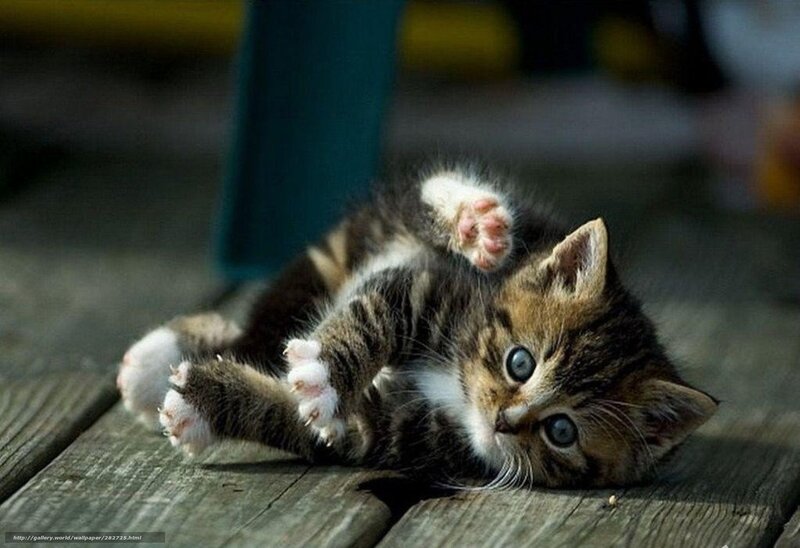 Tabby Kitten on Back — Brown, Playful, Photograph