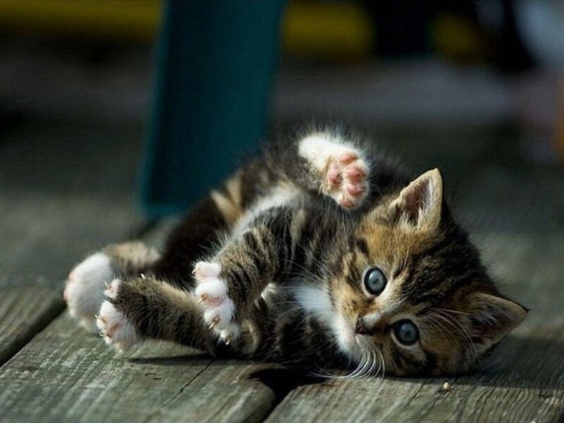 Tabby Kitten on Back — Brown, Playful