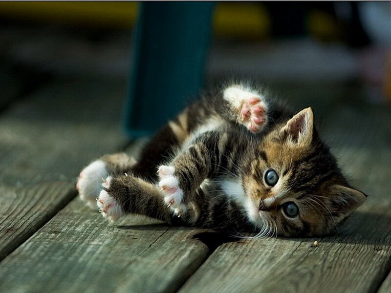 Tabby Kitten on Back — Brown