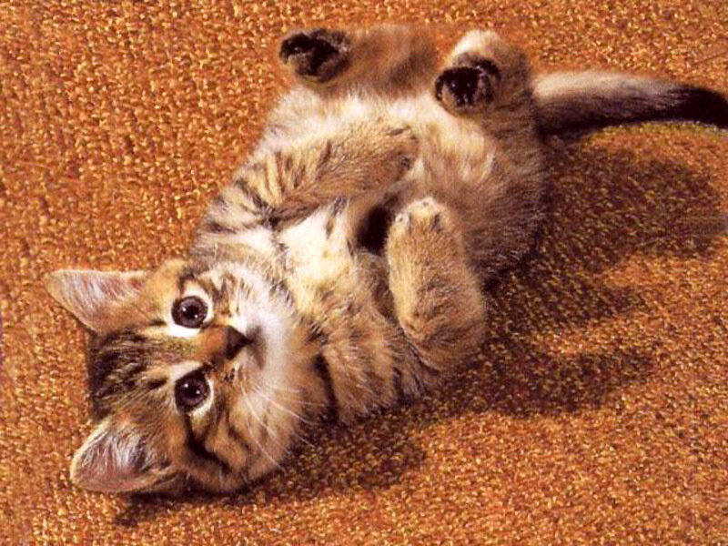 Tabby Kitten on Back