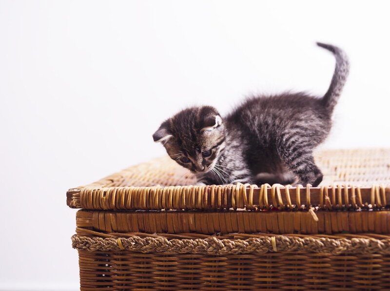Tabby Kitten on Basket