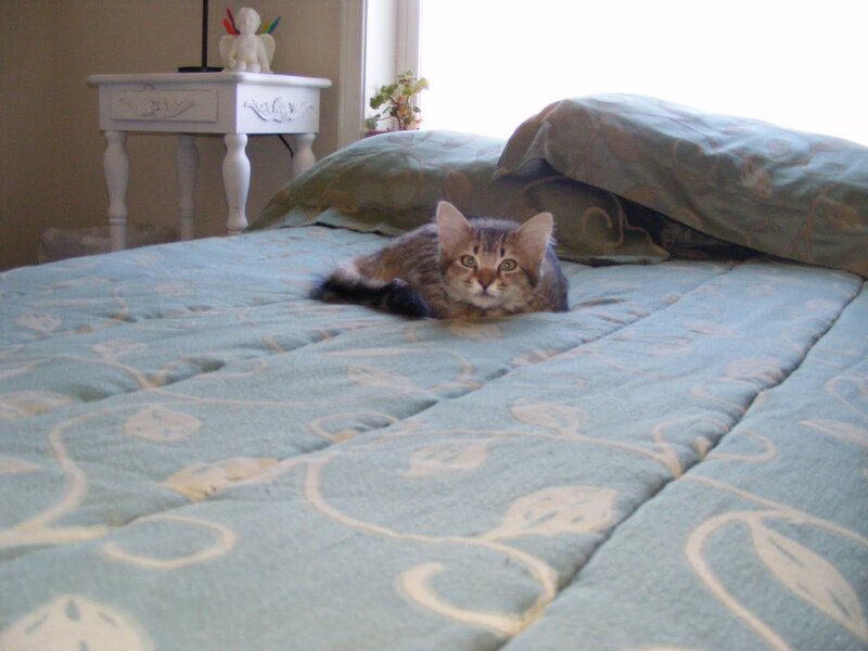Tabby Kitten on Bed — Blue