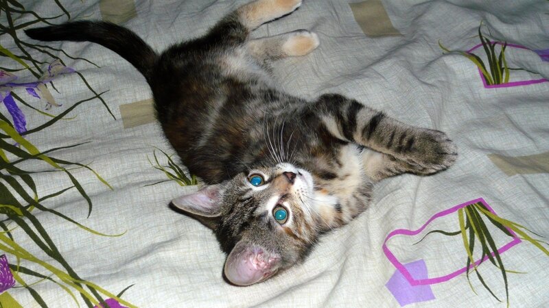 Tabby Kitten on Bed — Gray