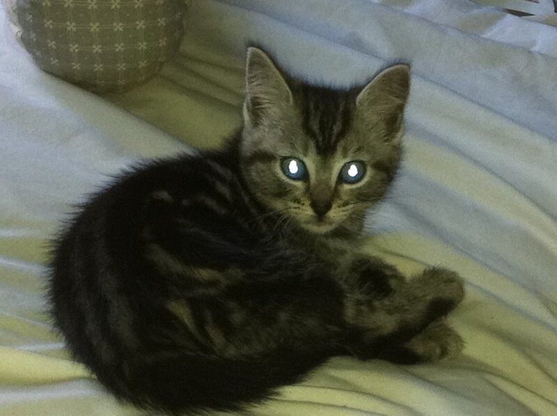 Tabby Kitten on Bed