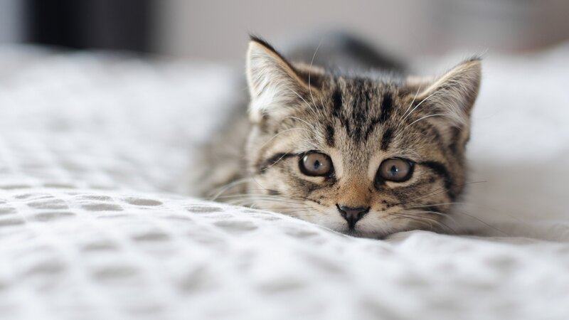 Tabby Kitten on Bed — White