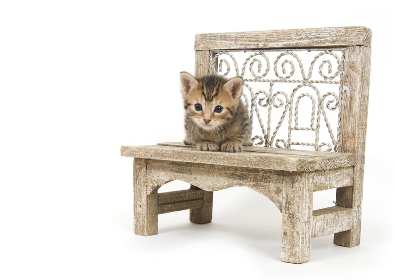 Tabby Kitten on Bench