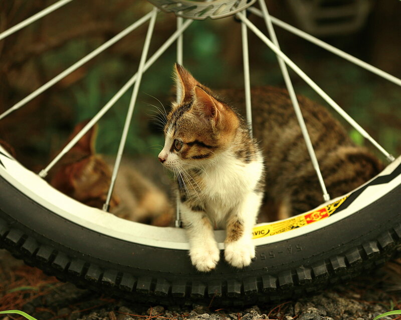 Tabby Kitten on Bicycle Wheel — Brown, Calm