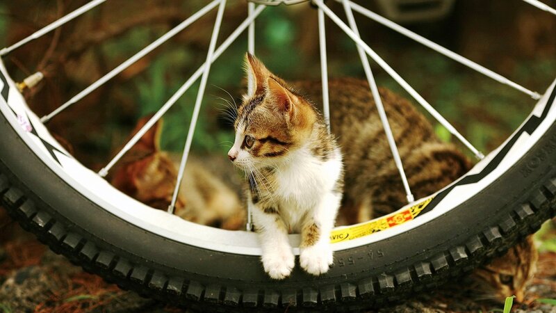 Tabby Kitten on Bicycle Wheel — Brown