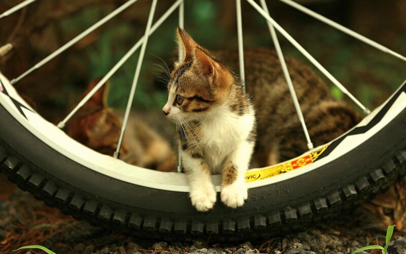 Tabby Kitten on Bicycle Wheel