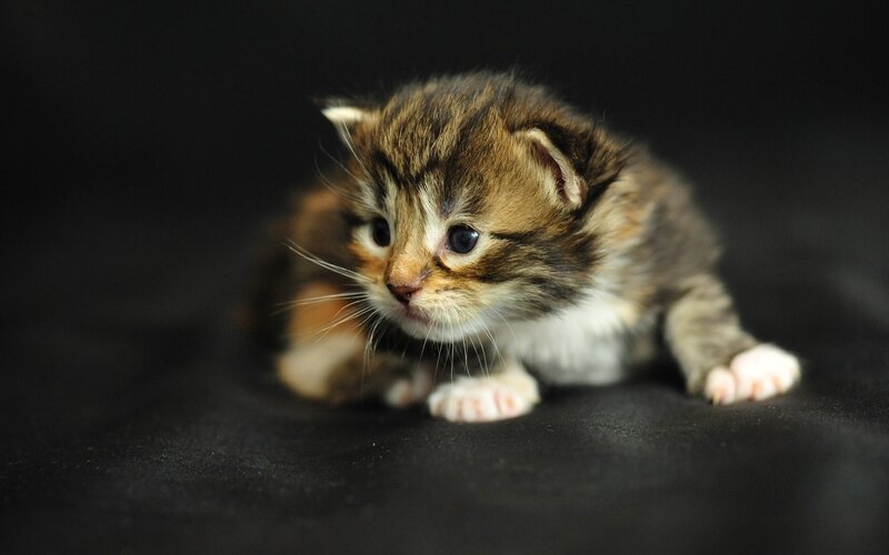 Tabby Kitten on Black