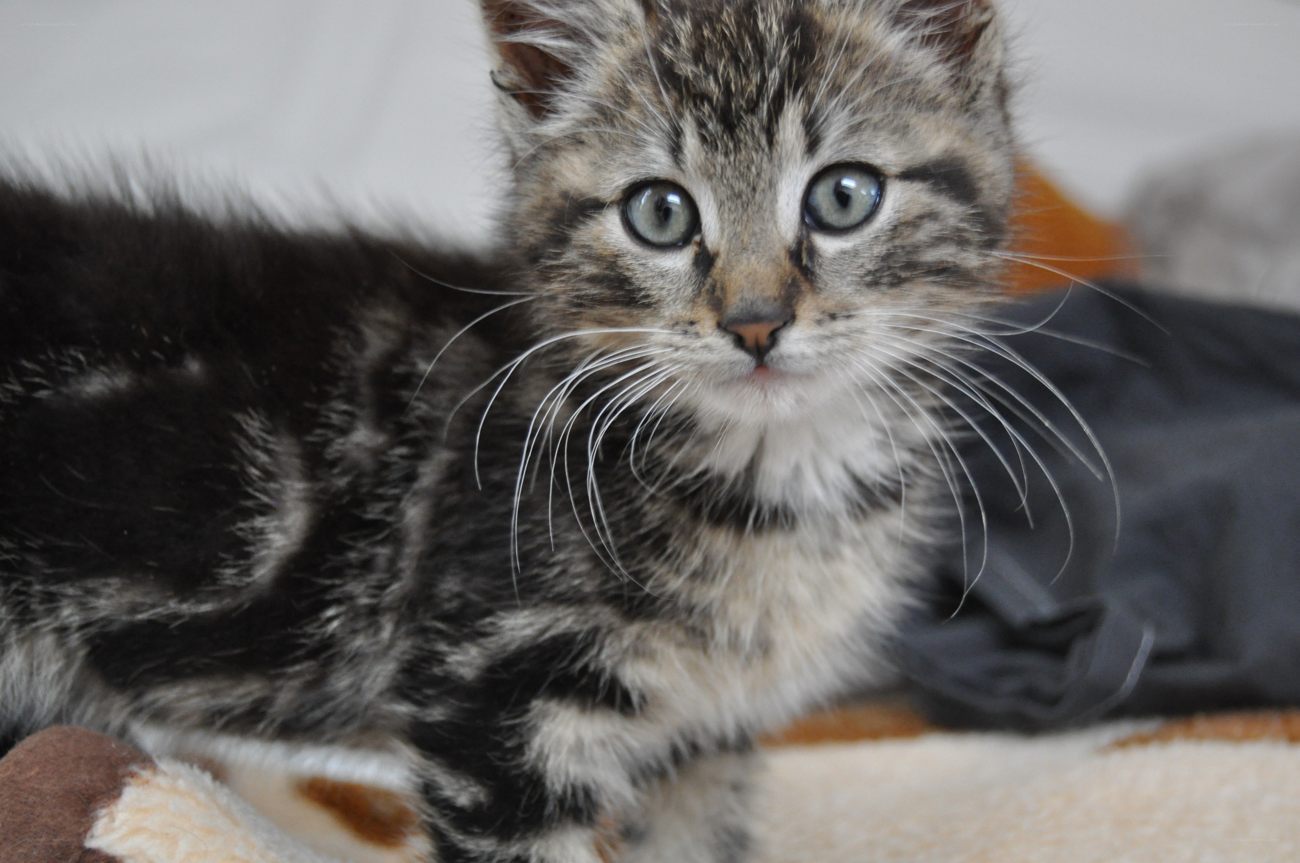 tabby kitten on blanket