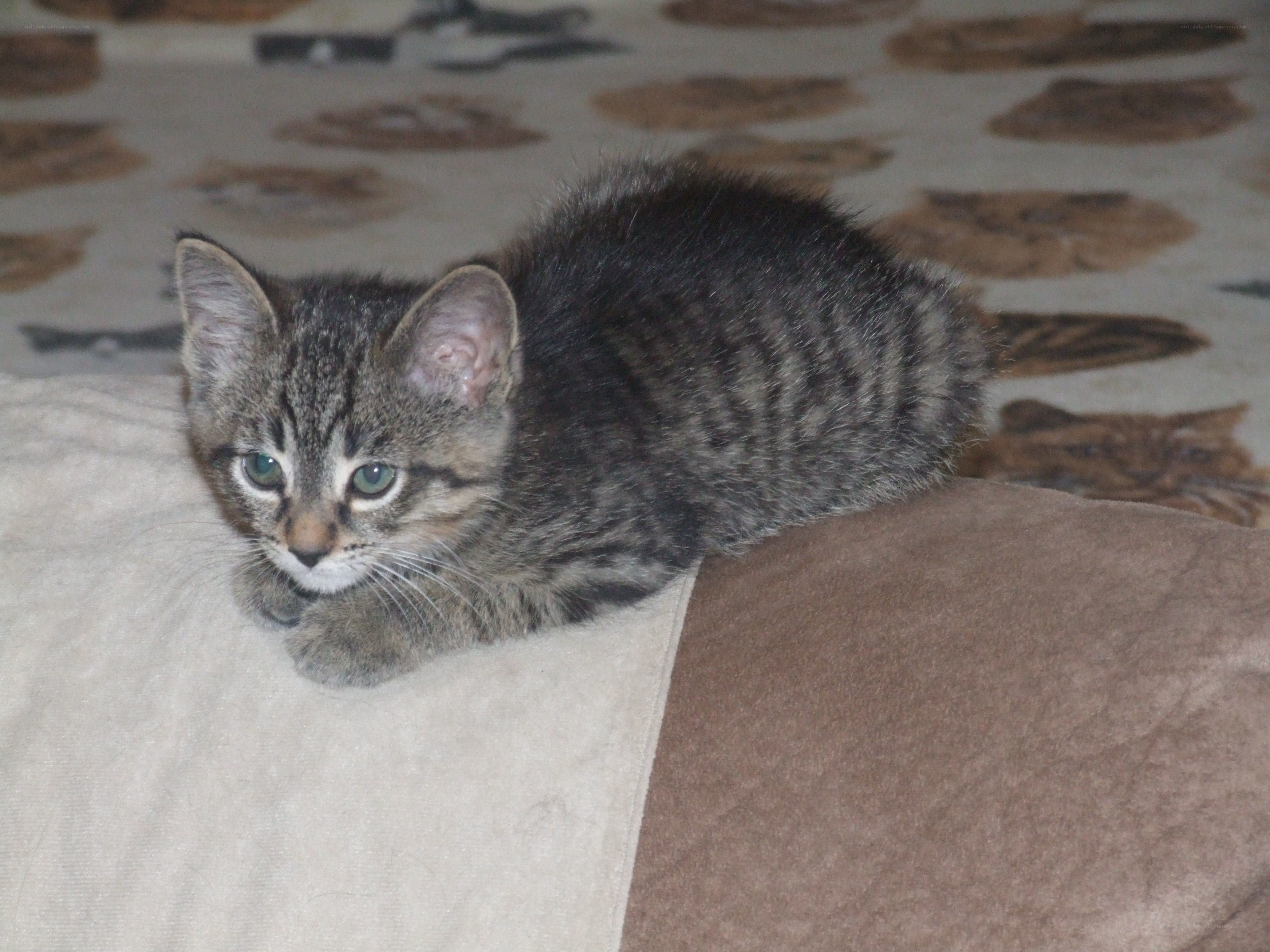 tabby kitten on blanket