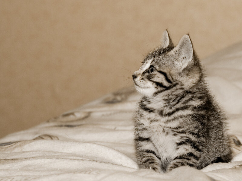 tabby kitten on blanket