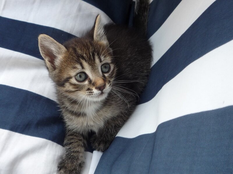 Tabby Kitten on Blanket — Blue, Calm