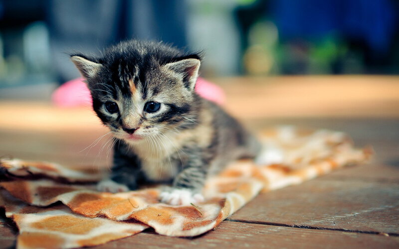 Tabby Kitten on Blanket — Brown, Calm, Afternoon