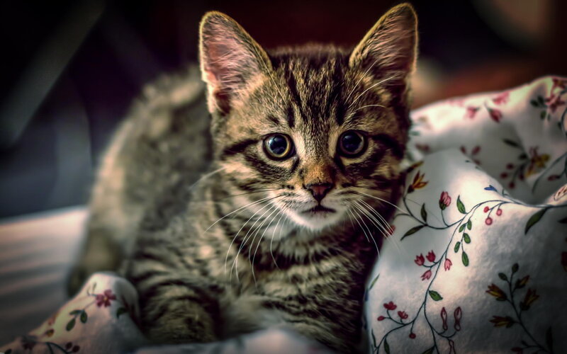 Tabby Kitten on Blanket — Brown, Calm, Photograph