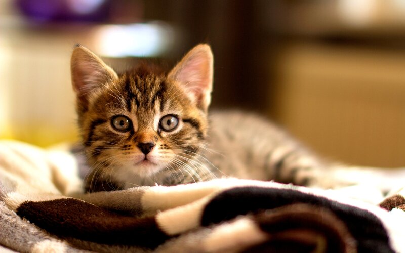 Tabby Kitten on Blanket — Brown, Calm