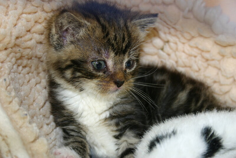 Tabby Kitten on Blanket — Brown