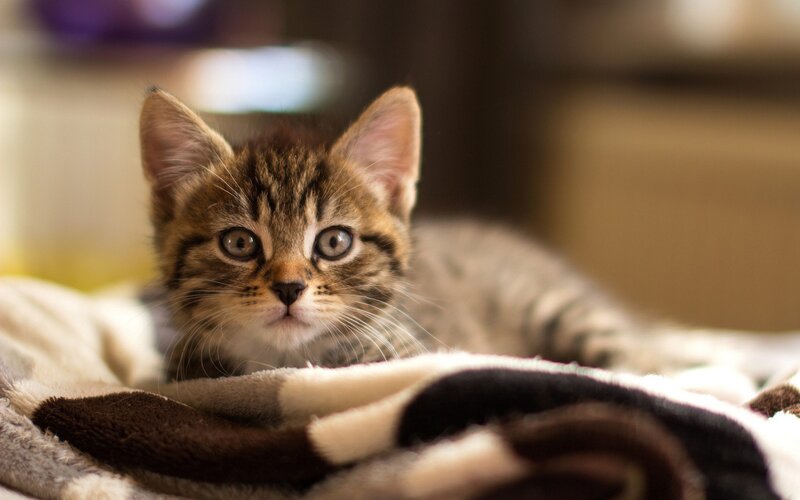 Tabby Kitten on Blanket — Calm