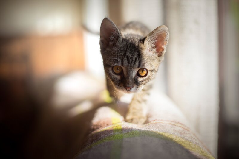 Tabby Kitten on Blanket — Gray, Calm