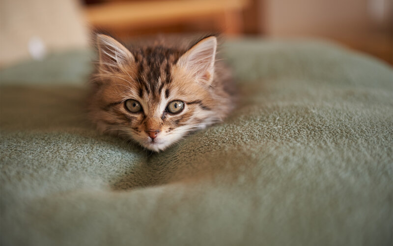 Tabby Kitten on Blanket — Green