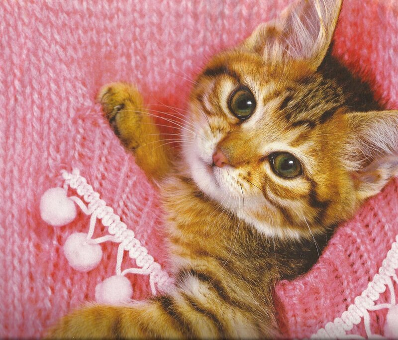 Tabby Kitten on Blanket — Pink