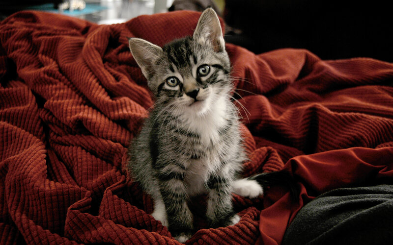 Tabby Kitten on Blanket — Red
