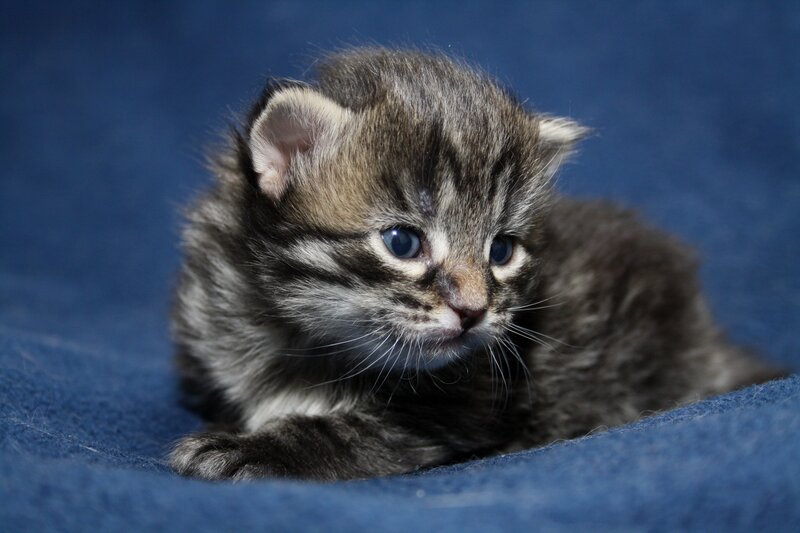 tabby kitten on blue blanket