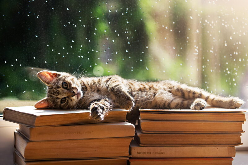 Tabby Kitten on Books — Brown
