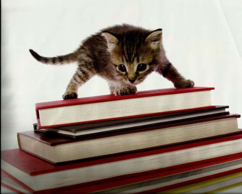 Tabby Kitten on Books