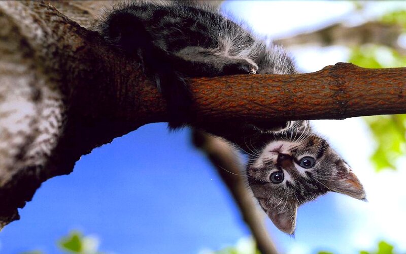 Tabby Kitten on Branch — Blue
