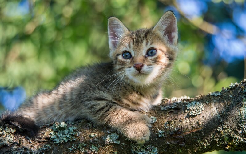 Tabby Kitten on Branch — Brown, Calm, Afternoon