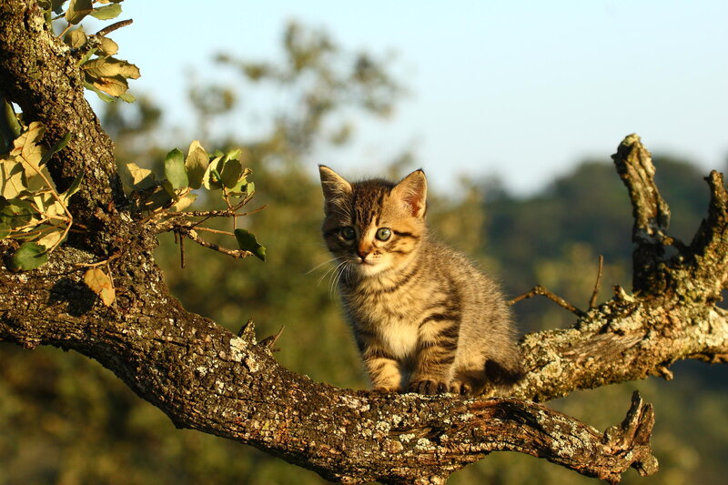 Tabby Kitten on Branch — Brown, Calm