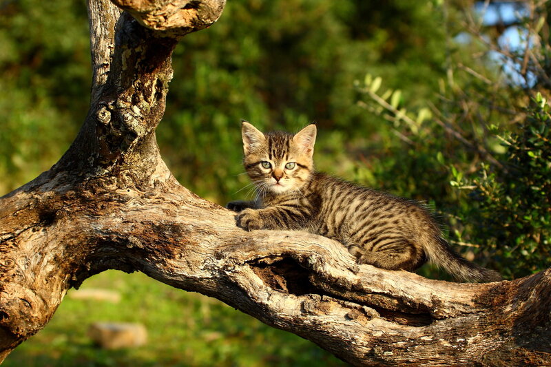 Tabby Kitten on Branch — Brown