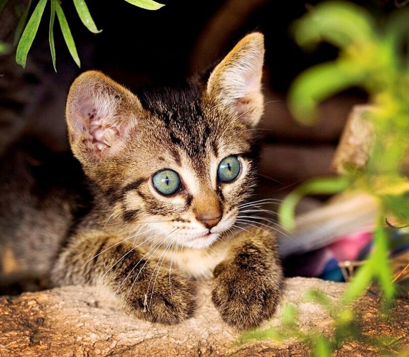 Tabby Kitten on Branch
