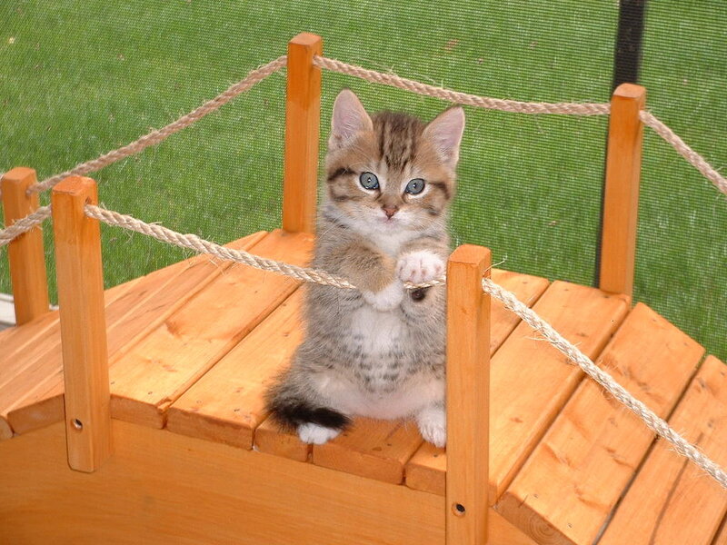 Tabby Kitten on Bridge — Brown