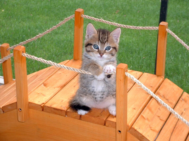 Tabby Kitten on Bridge