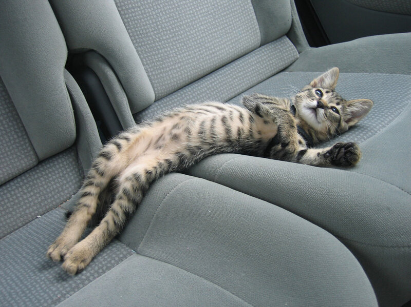 Tabby Kitten on Car Seat