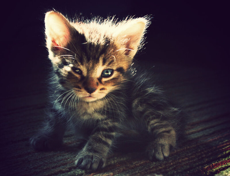 Tabby Kitten on Carpet — Brown, Dramatic