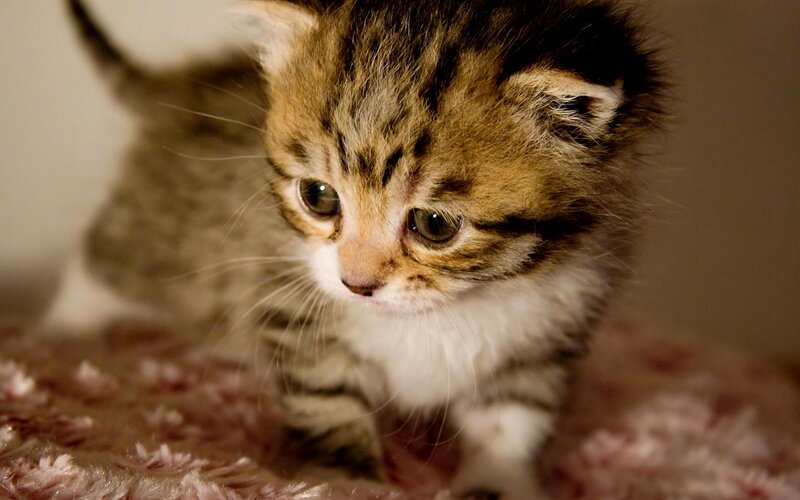 Tabby Kitten on Carpet — Brown