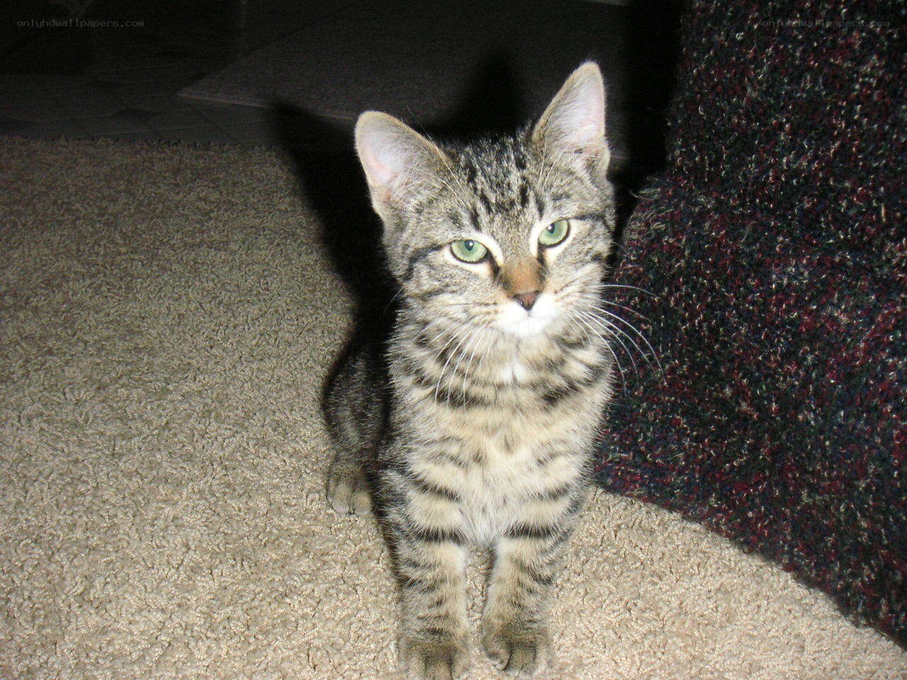 tabby kitten on carpet