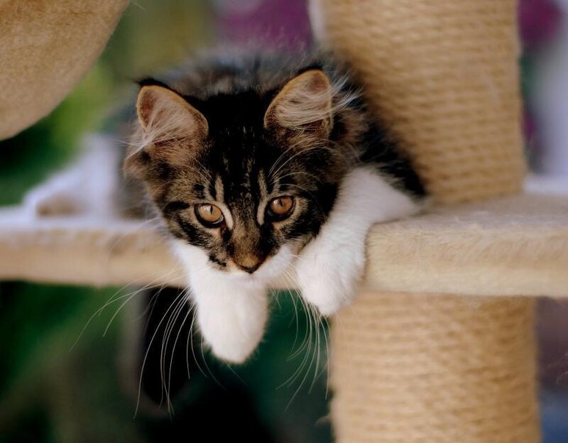 Tabby Kitten on Cat Tree — Brown