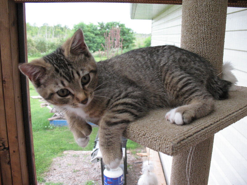 Tabby Kitten on Cat Tree — Gray