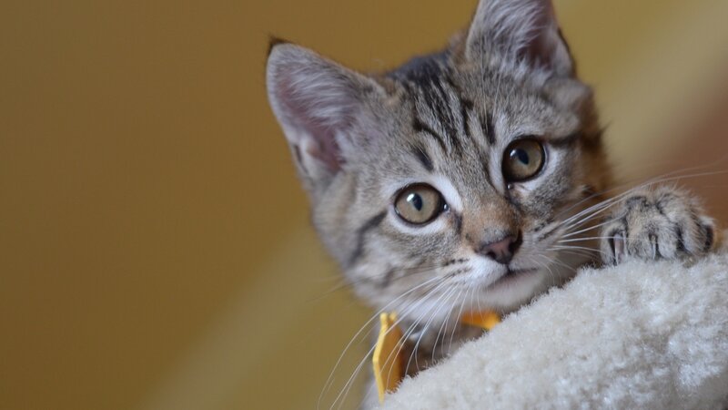 tabby kitten on cat tree