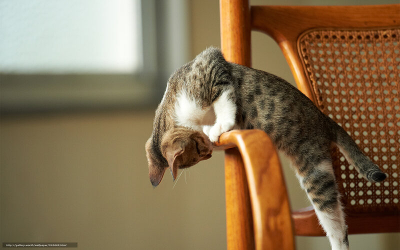 Tabby Kitten on Chair — Brown, Calm, Morning