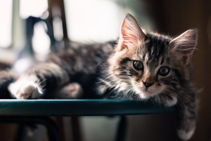 Tabby Kitten on Chair — Brown, Calm